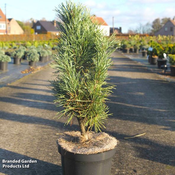 Pinus sylvestris Fastigiata