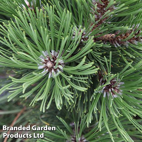 Pinus heldreichii 'Malinkii'