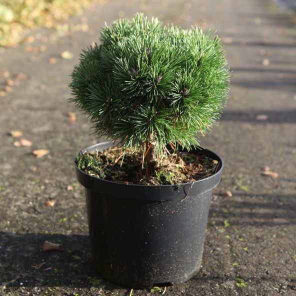 Pinus mugo Allgäu