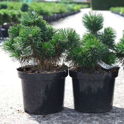 Pinus mugo Green Pearl
