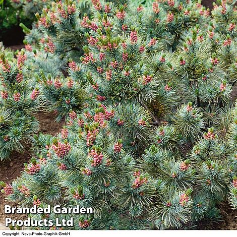 Pinus pumila Glauca