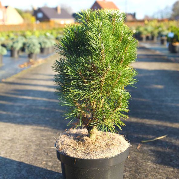 Pinus nigra Richard
