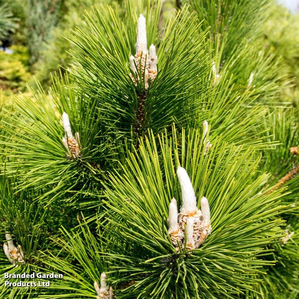 Pinus thunbergii Sayonara