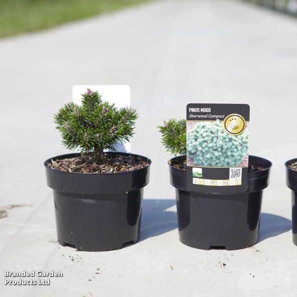 Pinus mugo 'Sherwood Compact'