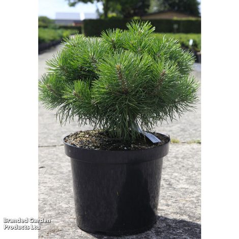 Pinus sylvestris Blue Pearl