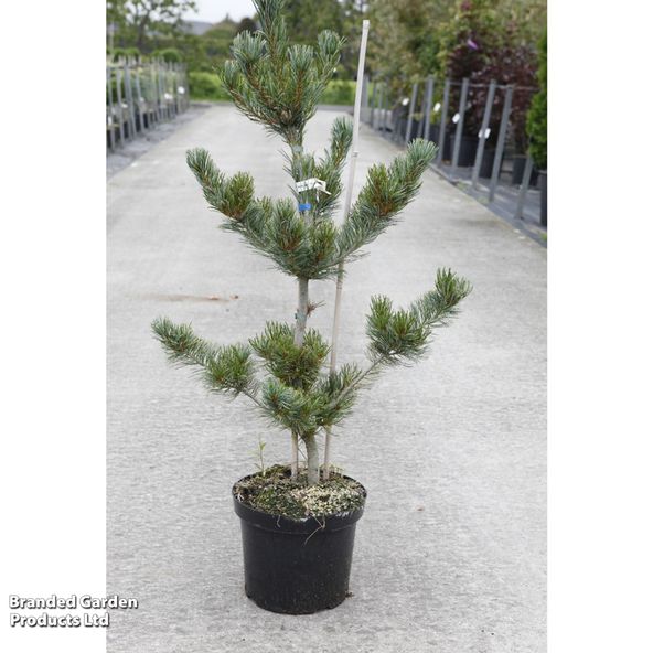 Pinus parviflora Tempelhof
