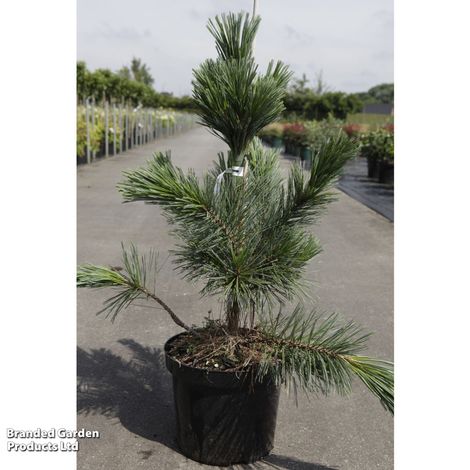 Pinus flexilis 'Vanderwolf's Pyramid'