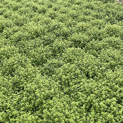 Pittosporum tenuifolium 'Golf Ball'