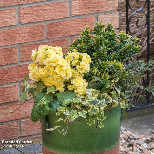 Polyanthus 'Pretty Polly Buttercream'