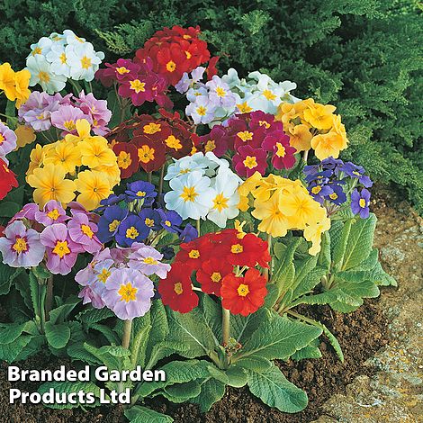Polyanthus 'Large Flowered Mix' - Seeds
