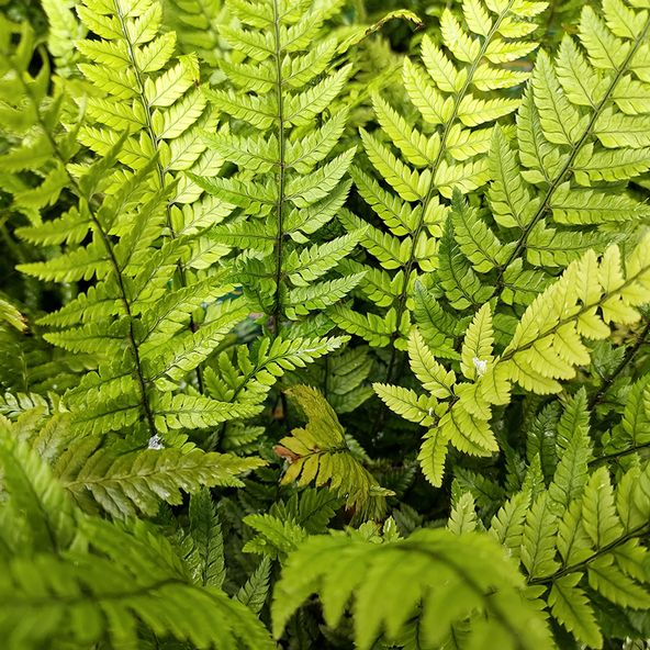 Polystichum Tsussimense