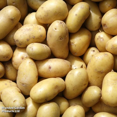Potato 'Belle de Fontenay'