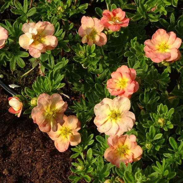 Potentilla fruticosa Bella Apple