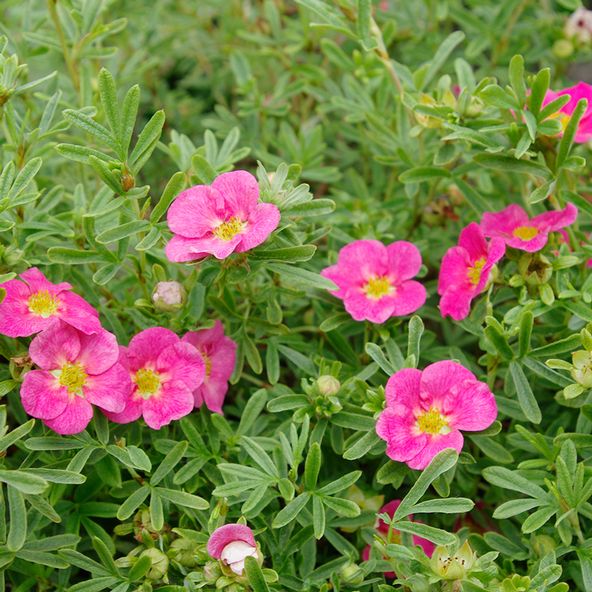 Potentilla fruticosa Bella Rosa