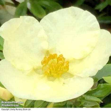 Potentilla fruticosa 'Cream'issima'