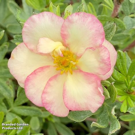 Potentilla fruticosa 'Double Punch Pastel'