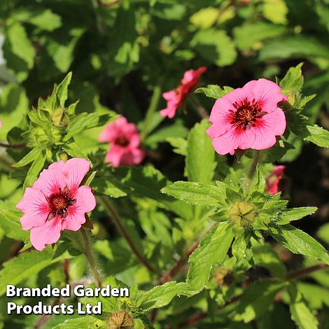Potentilla 'Helen Jane' - Seeds
