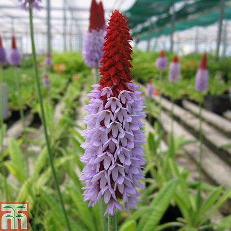 Primula vialii