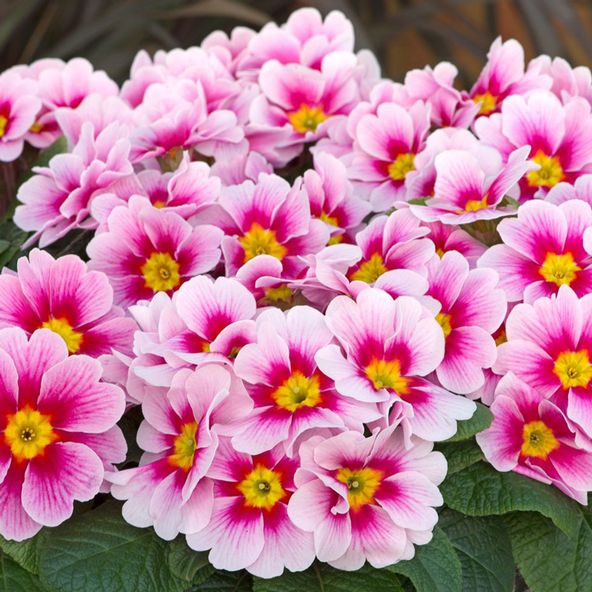 Primrose Alaska Appleblossom