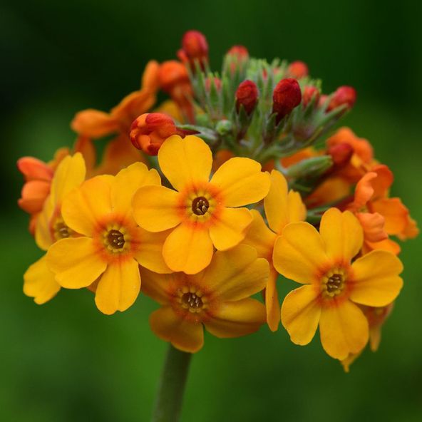 Primula bulleesiana