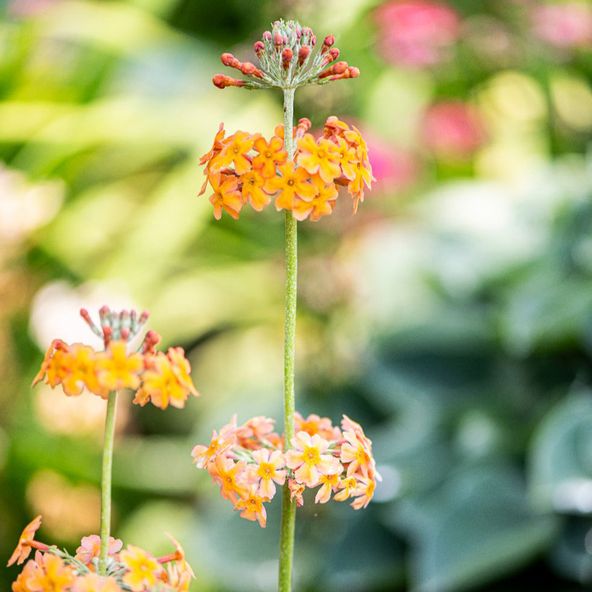 Primula bulleyana