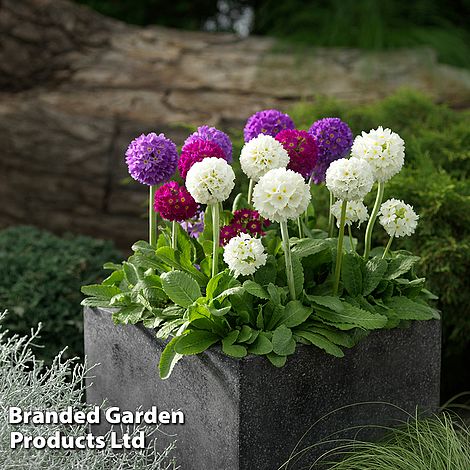 Primula denticulata Mixed