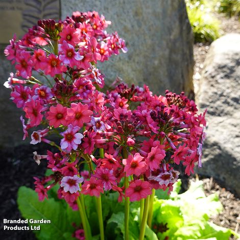 Primula japonica 'Miller's Crimson'