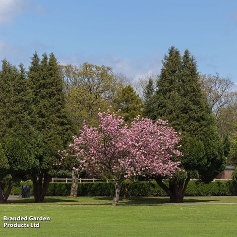 Prunus Accolade (Mature Tree)