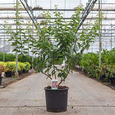 Prunus mume Beni-Chidori