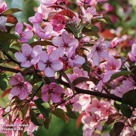 Prunus cerasifera Nigra (Mature Tree)