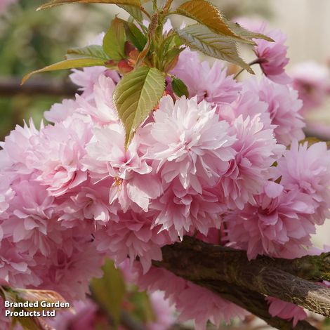 Prunus Kiku-shidare-zakura (Mature Tree)