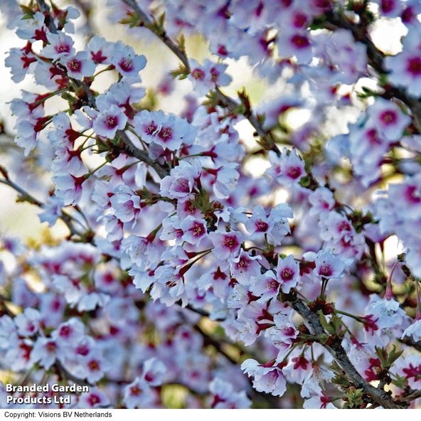 Prunus incisa 'Kojo-No-Mai'