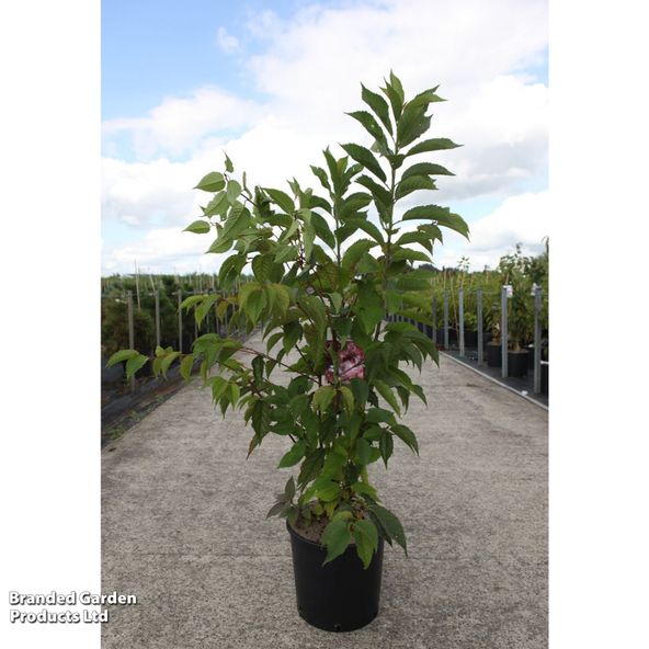 Prunus 'Kursar'