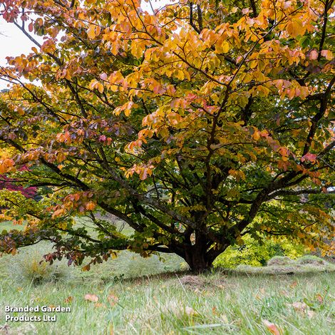 Prunus Pandora (Mature Tree)