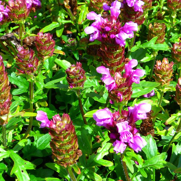 Prunella vulgaris Rose Pearl