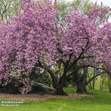 Prunus Kanzan (Mature Tree)