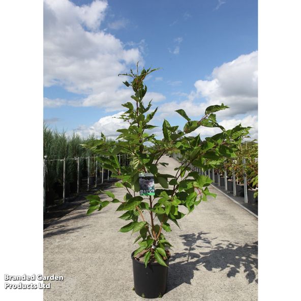 Prunus serrulata Shirofugen