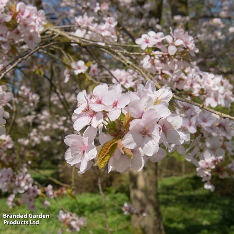 Prunus Spire (Mature Tree)
