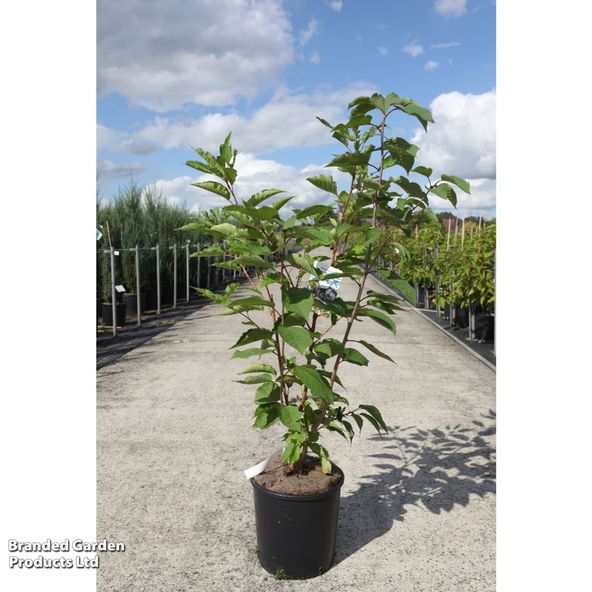Prunus serrulata 'Sunset Boulevard'