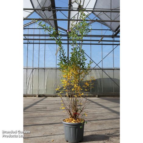 Pomegranate granatum 'Wonderful'