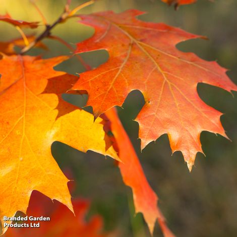 Quercus rubra