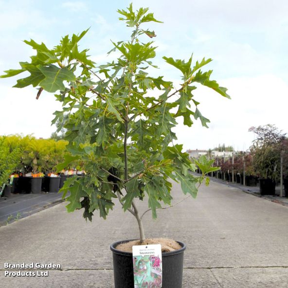 Quercus coccinea 'Splendens'