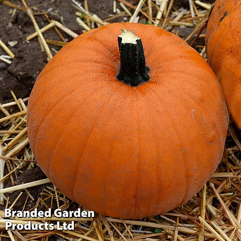 Pumpkin 'Racer' F1 - Seeds