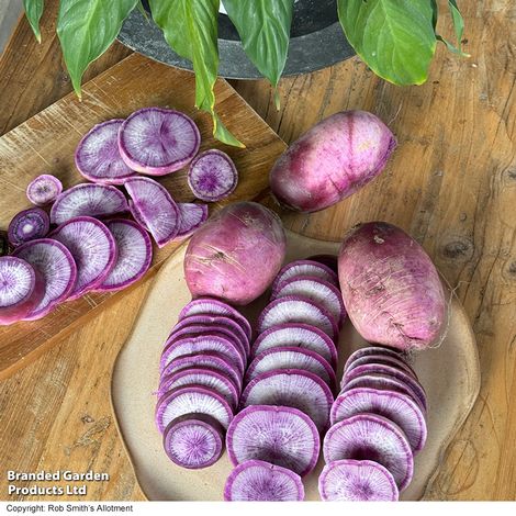 Radish Blue Candle F1 - Seeds