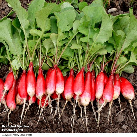 Radish French Breakfast 2 - Organic Seeds