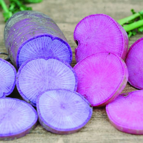 Radish Bluemoon and Redmoon F1 - Seeds