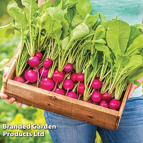Radish Royal Purple - Seeds
