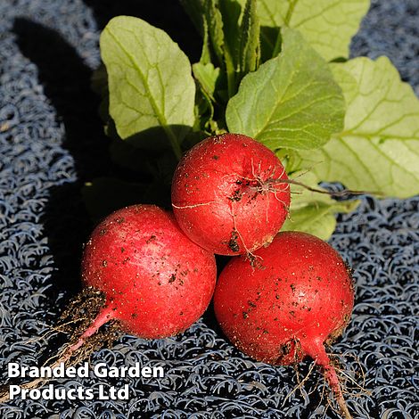 Radish Saxa 2 - Veg Saver Seeds