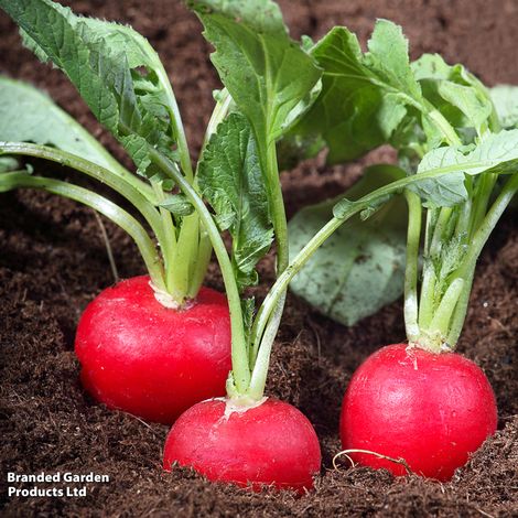 Radish Scarlet Globe - Seeds