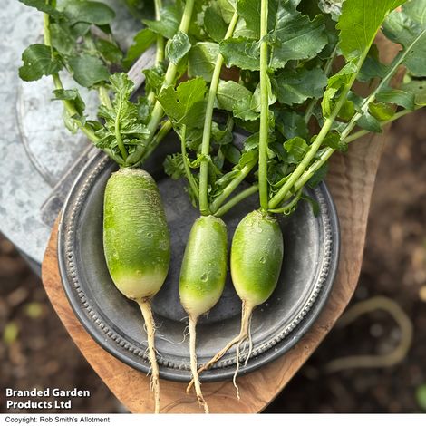 Winter Radish Triumphator F1 - Seeds